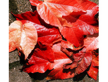 ����� 114.jpg