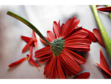 ����� 115.jpg