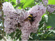 ����� 51.jpg