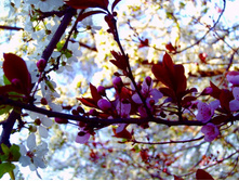 ����� 52.jpg