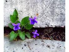 ����� 53.jpg