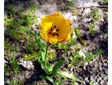 ����� 54.jpg