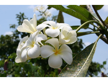 ����� 66.jpg