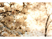 ����� 72.jpg