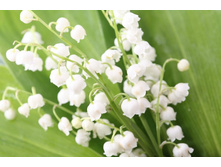 ����� 77.jpg