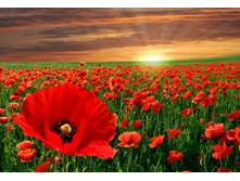 ����� 79.jpg