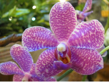 ����� 80.jpg