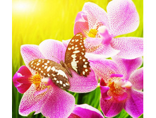 ����� 81.jpg