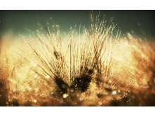 ����� 82.jpg