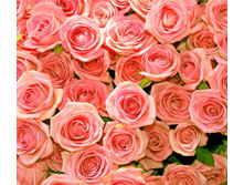 ����� 84.jpg