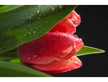 ����� 98.jpg