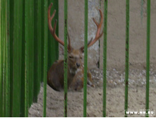 ��������� ����� (�����)