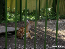 ��������� ����� (�����)