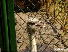 ������ (������)