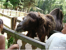 ������� (���)