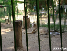 ����� �����