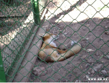 ������ ������