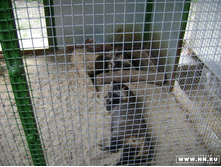 ����� �������