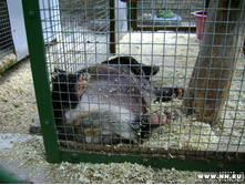 ����� ������