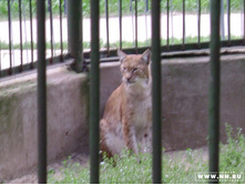 ����� (����)