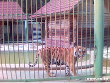 ���� - ������� �����