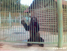 ������ ���������