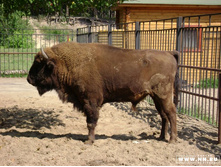 ���� �����