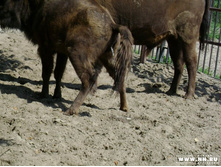 ���� ������