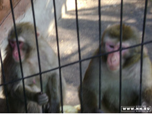 ������ (���� � ����)