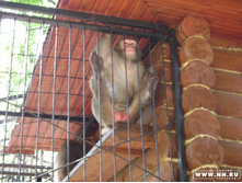 ������ ����