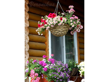 Confetti Garden Hot Pink Jazz.jpg