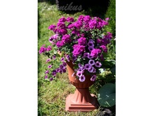 Confetti Garden Purple Cleopatra.jpg