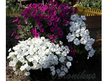 Easy Wave White � Easy Wave Violet ����.jpg