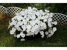 Easy Wave White ����.jpg