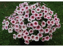 Opera Supreme Raspberry Ice � ����� ����.jpg