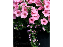 Ramblin Peach Glo � Bacopa Scopia Great Pink Beauty.jpg