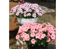 Ramblin Peach Glo � Shock Wave Pink Vein � �������� ����.jpg