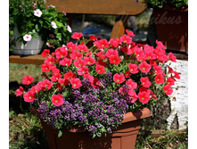 Shock Wave Coral Crash � ������� Clear Cristall Purple Shades.jpg