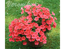 Shock Wave Coral Crash ��� ��������.jpg