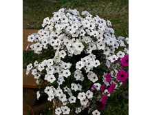 Tidal Wave Silver  � ����.jpg