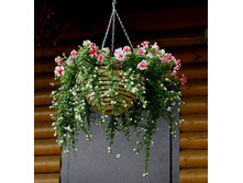 Tumbelina Cherry Ripple � ���������� � Bacopa Scopia Great White.jpg