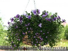 Tumbelina Priscilla � Bacopa Scopia Great Regal Blue.jpg