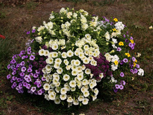 Tumbelina Susanna (� ������, �������� ��������) + Surfinia Table Yellow + Calibrachoa Aloha Blue Sky + ������� Clear Cristall (White, Lavender Shades � Purple).jpg