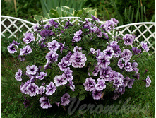 Tumbleina Priscilla � ����.jpg