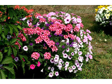 Verbena Empress Strawberry Charme + ������� Shock Wave Pink Vein + ������� Imagination + ������� Explorer Pink.jpg
