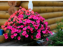 ��������� Impreza (��������� Pink Splash, Violet, Salmon, Rose � Blue Pearl) - 3.jpg