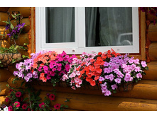 ��������� Impreza (��������� Pink Splash, Violet, Salmon, Rose � Blue Pearl).jpg