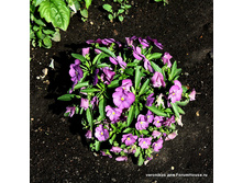 ����� Penny Orchid (� �������� ������ �� ���� � ���������).jpg