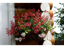 ������� Diamonte Coral Rose � �������� Double Pink (������������ ���������� ��������).jpg