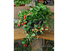 ��������� Toscana � Roman (6 ������ � 20 ������).jpg